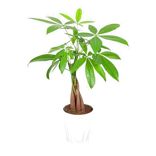 Just add ice Plants and Blooms Shop JAI266 Money Tree, White Pot