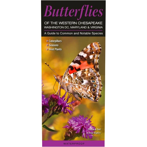 Arlene Ripley Butterflies of the Western Chesapeake: Washington DC, Maryland & Virginia: A Guide to Common & Notable Species (Quick Reference Guides)