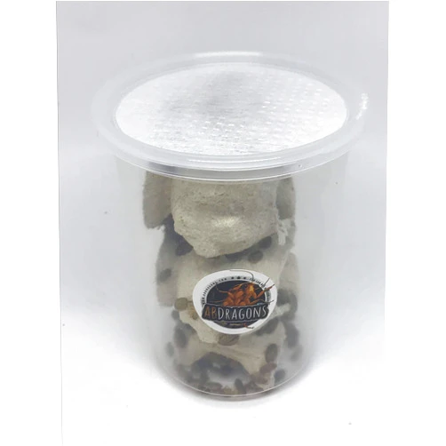 Blaptica dubia 300 Medium Dubia Roaches in CUP