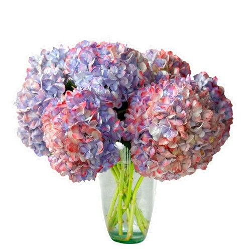 Flores del Este Fresh Antique Lavender Kashmir Hydrangeas Flowers, 10-Stem, Farm-Direct by Flores Del Este - Best Choice for Flower Girl, Birthdays, Easter Decorations, with Flower Food for Extended Freshness