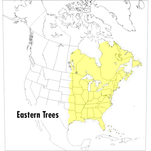 By George A. Petrides (Author), Janet Wehr (Author) A Peterson Field Guide To Eastern Trees: Eastern United States and Canada, Including the Midwest (Peterson Field Guides)
