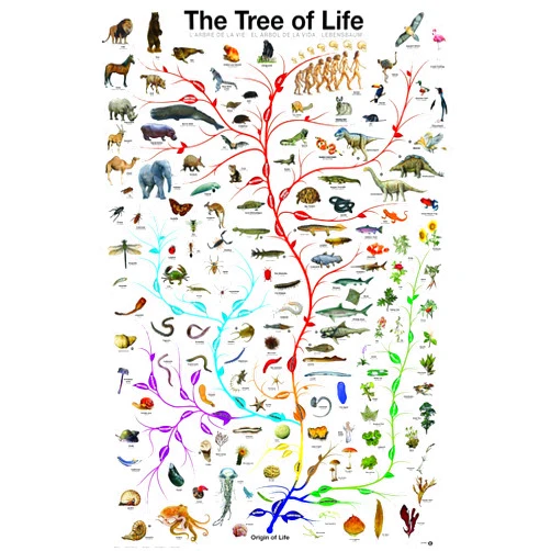 Picture Peddler Evolution The Tree of Life Novelty Biology Science Chart Education Print Poster 24x36