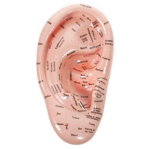 DOITOOL Ear Acupuncture Model Reflexology Acupoint Learning Display Laboratory Supplies Ear Model Human Ear Simulation Model