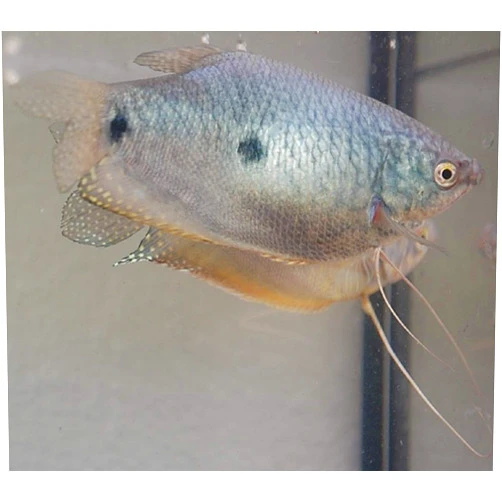 Quinn's Fins- Blue Gourami