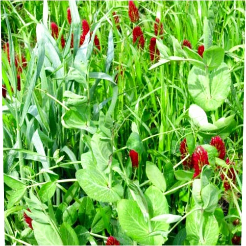 Outsidepride Gardenway Cover Crop Seeds - 10 lbs Nutrient-Rich Seed Mix for Soil Health Improvement & Home Gardens - Mixture of Triticale, Peas, Oats, Vetch, Annual Ryegrass, Crimson Clover