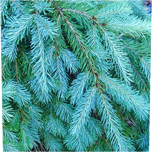 Treeseedsplus Tree Seeds - 20 Seeds of Blue Douglas Fir, Pseudotsuga menziesii glauca (Fragrant Evergreen)