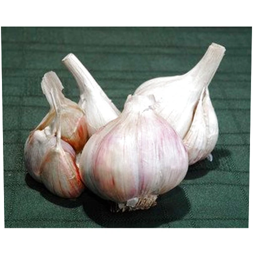 Dirt Goddess Super Seeds Organically Grown Music Garlic Bulbs Culinary/Table garlic (1 Lb)