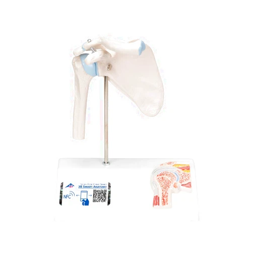 3B Scientific A86/1 Mini Shoulder Joint w/cross sec of bone on base - 3B Smart Anatomy
