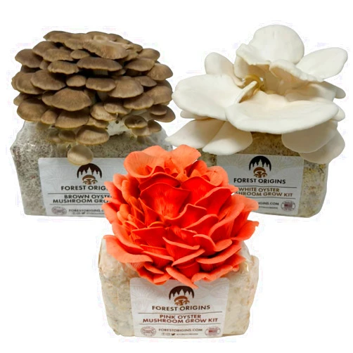 Forest Origins Specialty Trio Oyster Mushroom Grow Kit 3-Pack Variety - Beginner Friendly & Easy to Use, Grows in 10 Days | Handmade in California, USA | Top Gardening Gift, Holiday Gift & Unique Gift