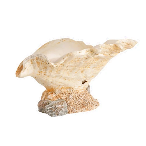 WTBFBY Creative Conch Flowerpot, Unique Shell Design Decorative Holder