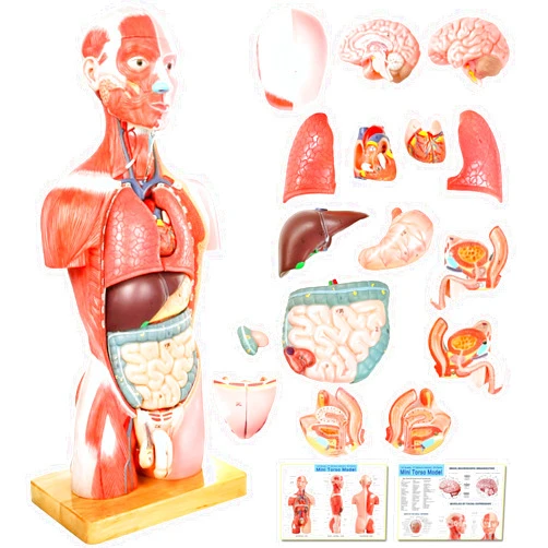 NEW HORIZON Human Body Deluxe Musculature Model, 16 Pcs Removable 17 inch Human Torso Anatomy Model with Heart Head Skull Brain Skeleton Model for Medical Student, Lab & Classroom Use