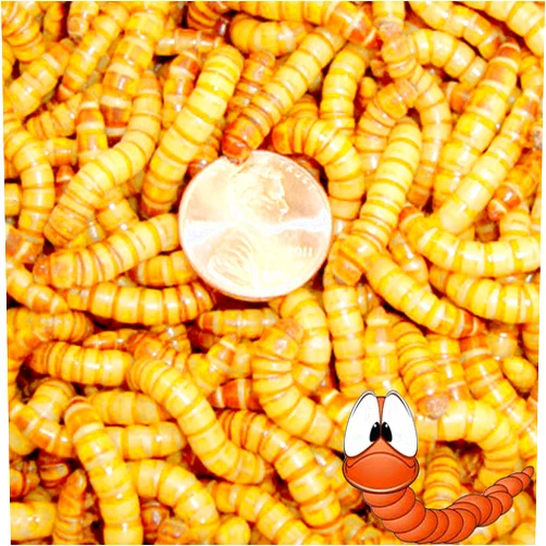 BASSETT'S CRICKET RANCH 1000ct Live Giant Mealworms Pet Food and Fishing