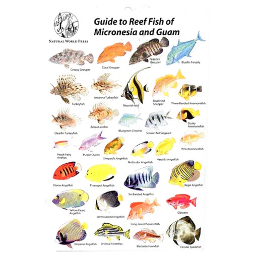 Trident Fish Identification Cards - Micronesia and Guam - Guide to Reef Fish