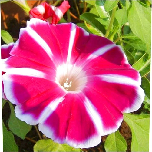 Outsidepride Rosita Morning Glory Seeds - 50 Pcs. Annual, Climbing & Vining Flower Seeds for Planting Large Red Blooms, Ideal for Gardens, Trellises & Vertical Landscapes