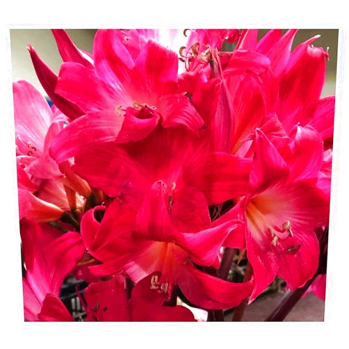 Marde Ross & Company Rose Hot Pink Amaryllis Belladonna | 5 Large Bulbs | Rare Color Amaryllis | Ideal for Indoor & Outdoor Planting | Amaryllis Bulbs by Marde Ross & Company