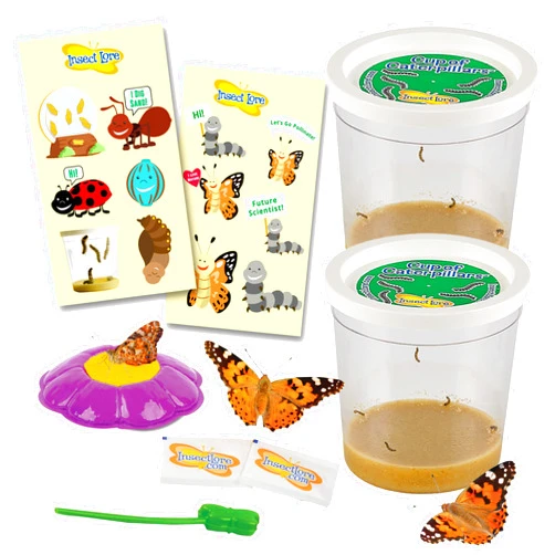 Insect Lore Two Cups of Caterpillars Deluxe | 10 Live Baby Caterpillars, Stickers Included | Painted Lady Butterflies