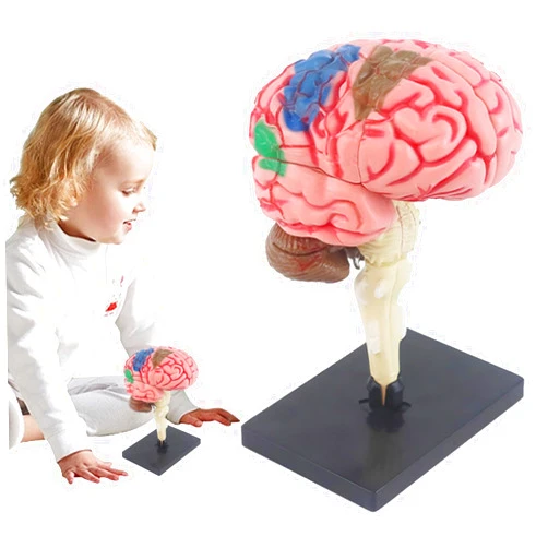 Generic Human Brain Model - Anatomy for Education | Medical Study Tool with Detailed Brain Structures Guide | Educational Neuroscience Model, Anatomical Model Teaching Med Model with Display Base