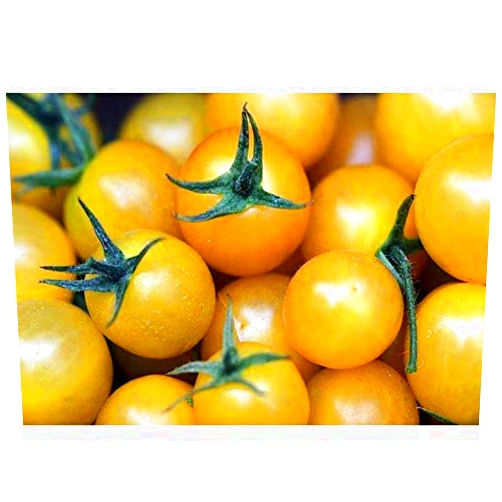 Unknown Golden Sweet Cherry Tomato