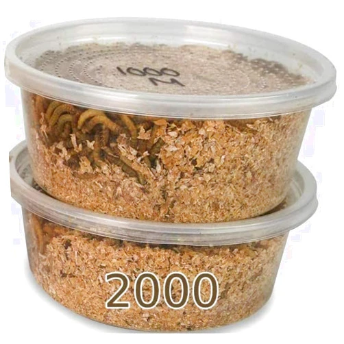 Surmen Legacy 2000ct Live Mealworms with Bait Cup with Food/Bedding