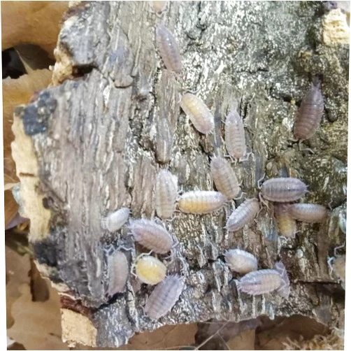 Generic 10 Count Porcellio scaber Ghost Isopods-Live -Clean Up Crew for Terrarium, Composters, Soft Bodied, Bioactive Enclosure, Vivarium
