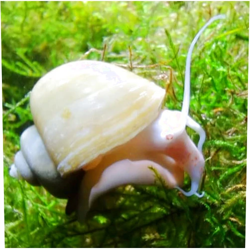 Shore Aquatic LLC LLC Mystery Snail 3PK (Pomacea Bridgesii) Peacful Tankmates (Ivory) with Java Moss - Live Freshwater Snails Insulated Priority Mail