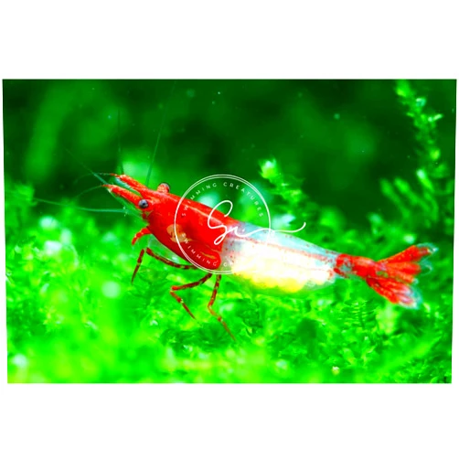 Swimming Creatures 20 Red Rili 