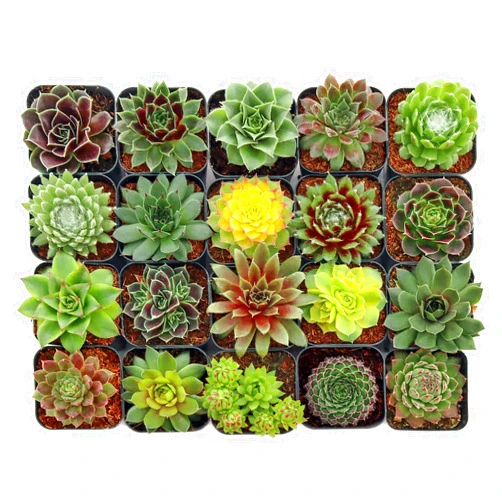 Mountain Crest Gardens Sempervivum Succulent Variety Pack - 20 Hardy Live Rosette Plants, No Repeats, Rooted in 2 Inch Pots - Succulents for Rock Gardens, Containers, DIY Displays