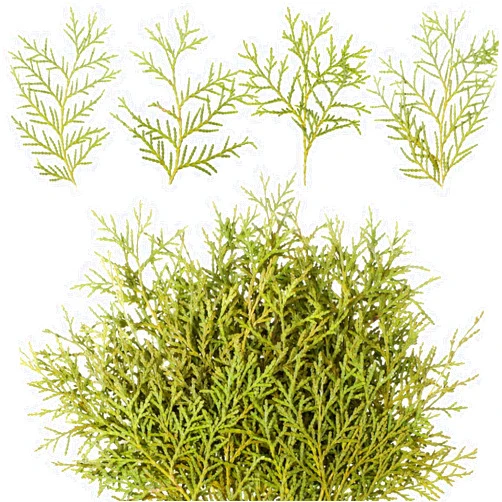 HyDren 100 Pcs Preserved Real Pine Branches Leaves Christmas Greenery Pine Picks Natural Dried Greenery Plants Pine Twigs Christmas Wreath Decorations for Xmas Wedding Home Decor Indoor Outdoor
