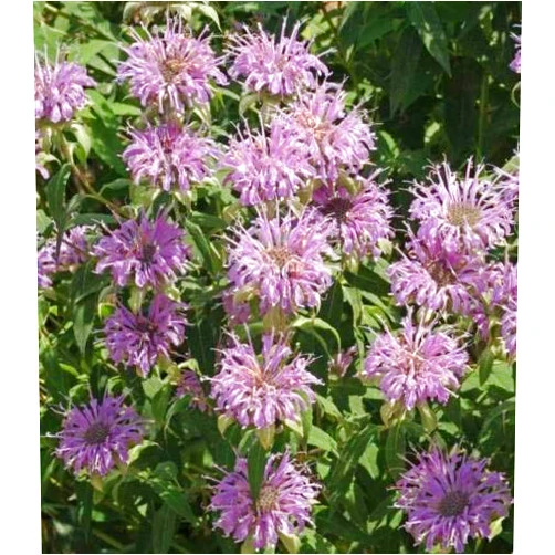 IM WAODE 1250 Seeds of Monarda fistulosa, Wild Bergamot (1/2 Gram)