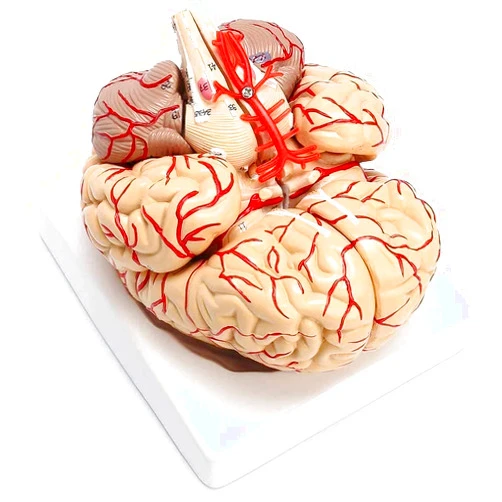 EHVYBDX Anatomy Model, Educational Dolls 1: 1 Model of Human Brain Size Arteries Anatomical Model Anatomy Organ Medical Sciences Teaching for Medical Demonstration