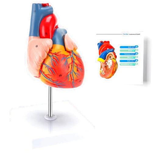RONTEN Human Heart Model, Heart Model, 2-Part Life Size Anatomically Accurate Numbered Heart Medical Model, Held Together with Magnets on Base