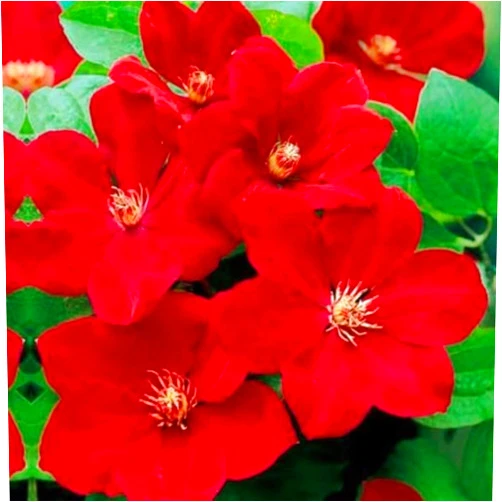 Generic 50 Bright Red Clematis Seeds Bloom Climbing Perennial Flowers Seed Flower Vine Climbing Perennial
