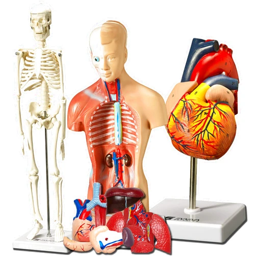 ES EVVIVA SCIENCES Evviva Sciences Human Heart, Torso, and Skeleton Models - Hands-On 3D Model Study Tools for Anatomy and Physiology Students with Anatomical Guide Booklet, Learning + Educational Kit