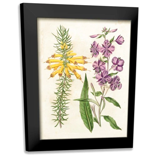 ArtDirect - Edwards, Sydenham 15x18 Black Modern Framed Art Print Titled: Garden Pairings I