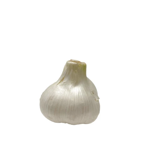 Morel Distribution Company Elephant Garlic (AJO Elefante) Sorted Bulbs! Great for Fall Planting! Different Sizes! (2 LBS) (6 Bulbs)
