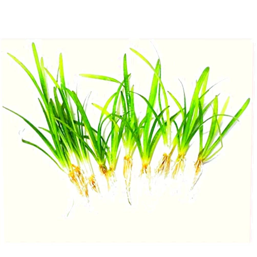 PLANTEREST 10 x Dwarf Sagittaria Subulata Pusillus Clump Freshwater Live Aquarium Plant BUY2GET1FREE