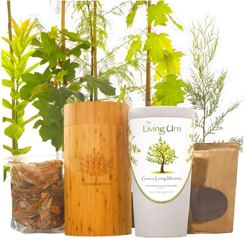 The Living Urn for People The Living Urn Bio Urn Including a Premium Young Tree of Choice. Grow a Living Tree Memorial from Cremation Ashes