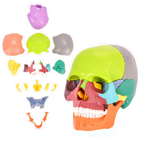 SimCoach Human Skull Model, Detachable Palm-Sized Skull Model, 15 Parts Exploded Anatomy Skull Model, Mini Anatomical Head Model for Medical Students, Teaching Tools, Multicolor