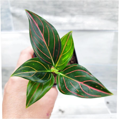 3exoticgreen Aglaonema Rotundum Tiger - Chinese Evergreen Live Plant with Red Vein, Rare Aglaonema Wishes, 3-Inch Nursery Pot, Exotic Indoor Plants Live Houseplants for Home or Office by 3exoticgreen