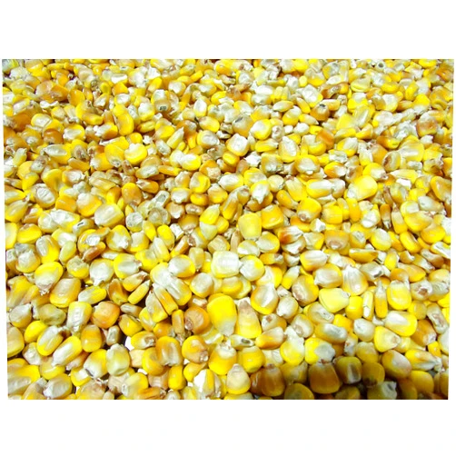 Quality Organic Henry Moore Yellow Corn | Heirloom Open Pollinated Yellow Dent Corn kernels | 15 lbs. | Farmer Direct (Organic)