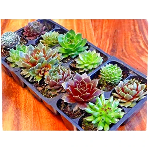 Petal Pushers Nursery Mini Succulents Live Wedding Favor Shower Favor Plants Sempervivum Hens Chicks Hardy Succulent Fairy Garden 12 Pack of Approx 2