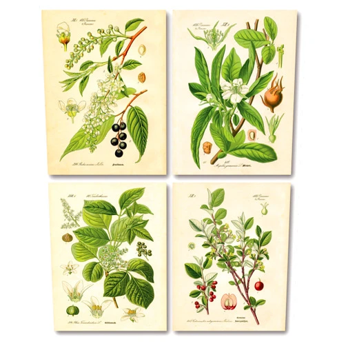 Gango Home Decor Popular Old-Fashioned Plant Botanical Prints; Four 8x10in Poster Prints