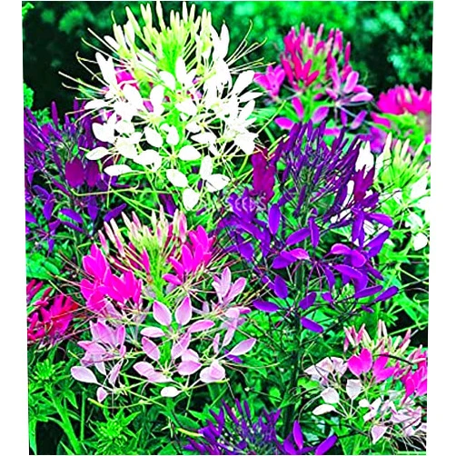 SeedsUA Seeds Spider Flower Cleome Mix Annual Beautiful Outdoor Garden Cut for Planting Non GMO
