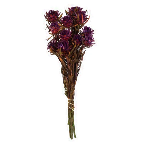 Vickerman Violet Plumosum Flower 20