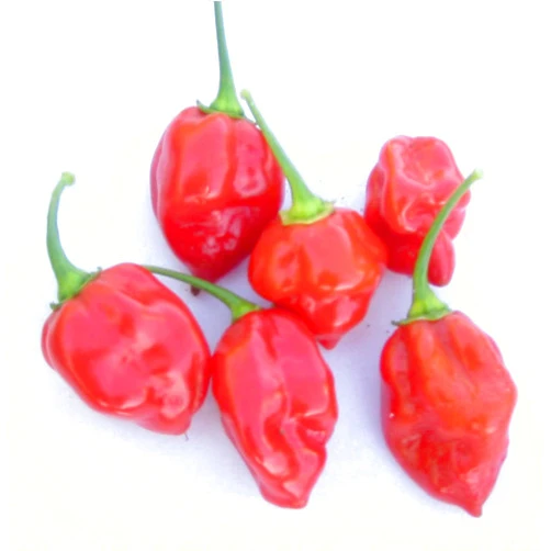 Mountain Valley Seed Company Caribbean Red Habanero Hot Pepper Garden Seeds - 250 g Packet ~30 Seeds - Non-GMO, Heirloom Vegetable Gardening Seed