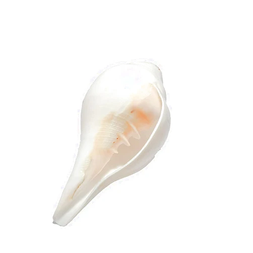 Himalayan Craft Loud Blowing Original Conch Shell Shankh 5 Inch Large White Best for Pooja, Decoration, Sound Meditation and Healing Sea Shell Conch Sankha