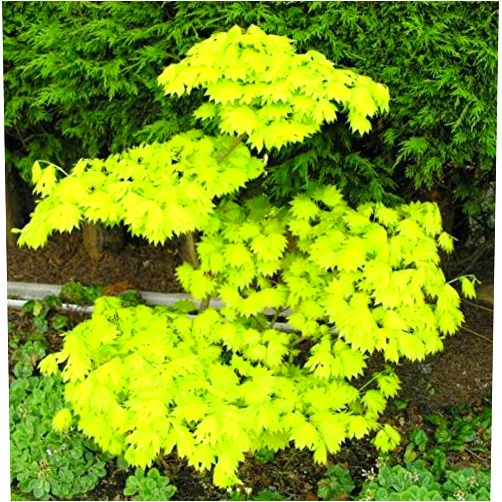Japanese Maples and Evergreens Jordan Japanese Fullmoon Maple Shirasawanum 2 - Year Live Plant