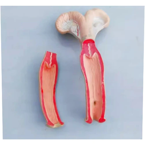 RZEKSZY Animal Uterus Ovary Urinary Bladder Model Animal Model for Veterinary Uterine Medical Teaching Anatomical Medical School Educational Tool (Cow)