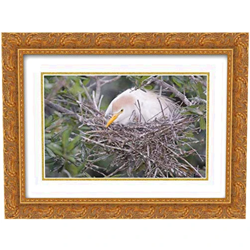 ArtDirect Morris, Arthur 18x15 Gold Ornate Framed and Double Matted Museum Art Print Titled FL Cattle egret on nest