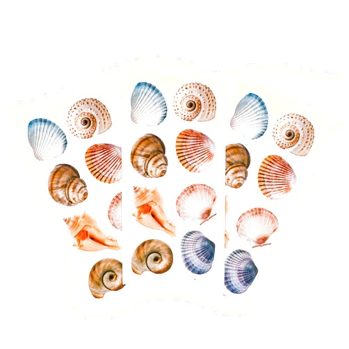 Paper House Productions Pack of 3 Sticker Half-Sheets for Crafts, Scrapbooking & Collecting - Seashells